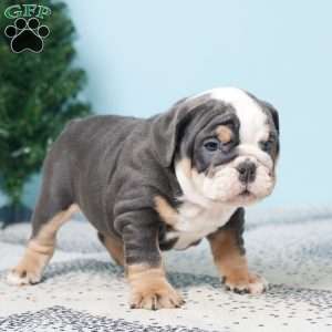 DODGE, English Bulldog Puppy